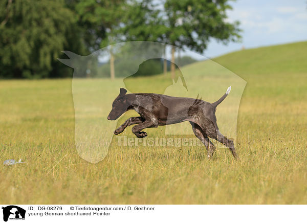 young German shorthaired Pointer / DG-08279