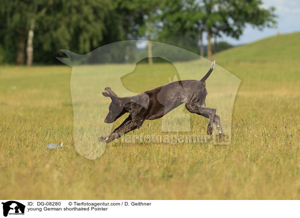 young German shorthaired Pointer / DG-08280