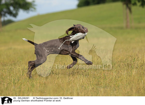 young German shorthaired Pointer at work / DG-08281