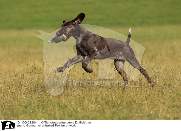 young German shorthaired Pointer at work / DG-08284