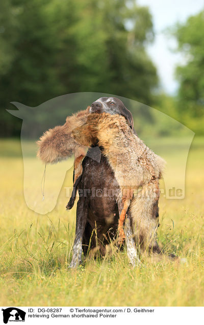 retrieving German shorthaired Pointer / DG-08287