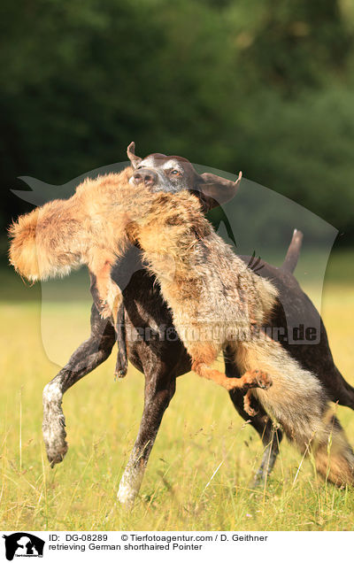 retrieving German shorthaired Pointer / DG-08289