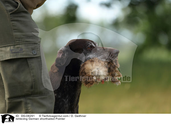 retrieving German shorthaired Pointer / DG-08291