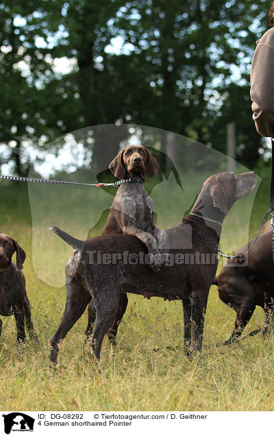 4 German shorthaired Pointer / DG-08292