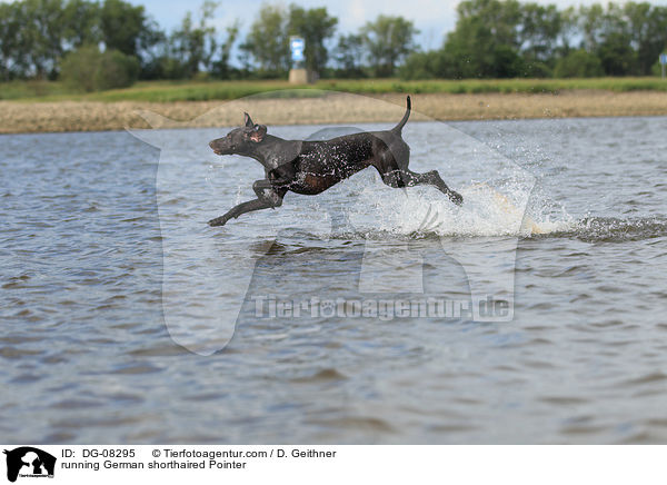 running German shorthaired Pointer / DG-08295