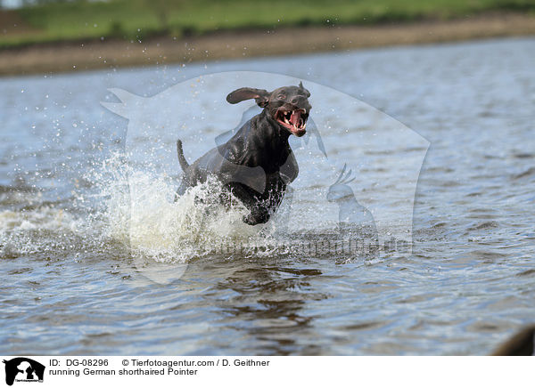 running German shorthaired Pointer / DG-08296