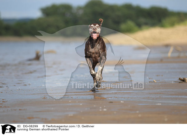 running German shorthaired Pointer / DG-08299