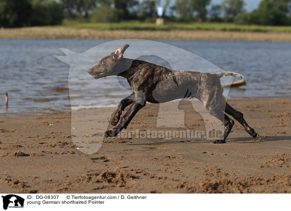 young German shorthaired Pointer / DG-08307