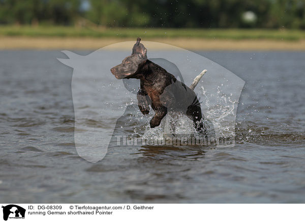 running German shorthaired Pointer / DG-08309