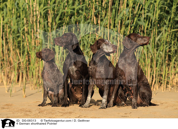4 German shorthaired Pointer / DG-08313