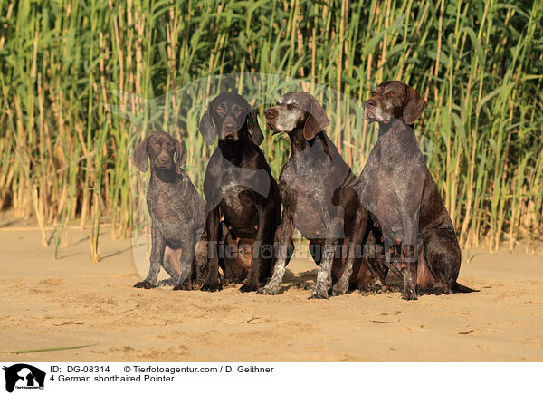 4 German shorthaired Pointer / DG-08314