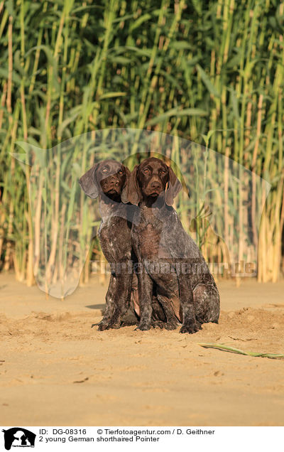 2 young German shorthaired Pointer / DG-08316