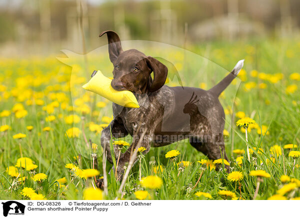 German shorthaired Pointer Puppy / DG-08326