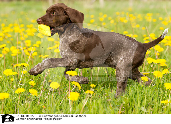 German shorthaired Pointer Puppy / DG-08327