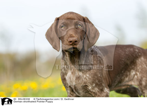 German shorthaired Pointer Puppy / DG-08338