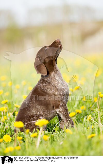 German shorthaired Pointer Puppy / DG-08349