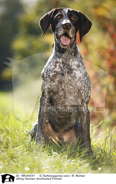 sitting German shorthaired Pointer / RR-94541