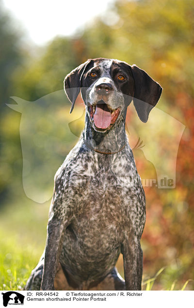 German shorthaired Pointer Portrait / RR-94542