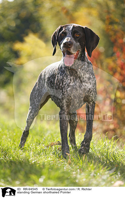 standing German shorthaired Pointer / RR-94545