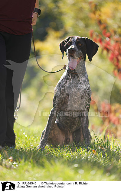 sitting German shorthaired Pointer / RR-94546