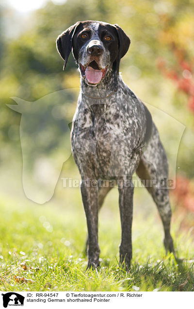 standing German shorthaired Pointer / RR-94547