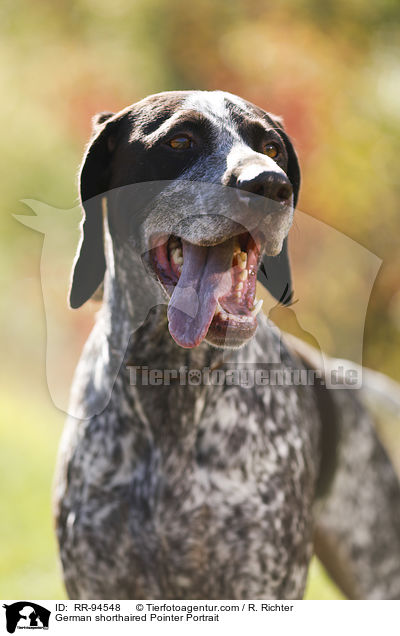 German shorthaired Pointer Portrait / RR-94548