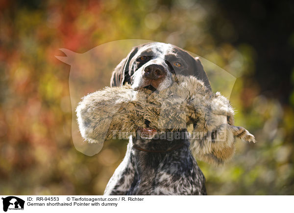 German shorthaired Pointer with dummy / RR-94553