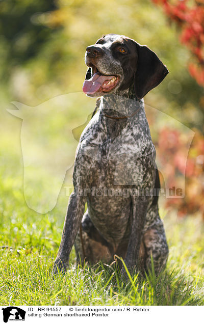 sitting German shorthaired Pointer / RR-94557