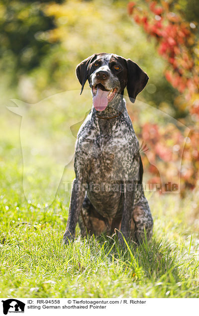 sitting German shorthaired Pointer / RR-94558
