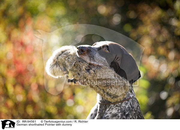 German shorthaired Pointer with dummy / RR-94561