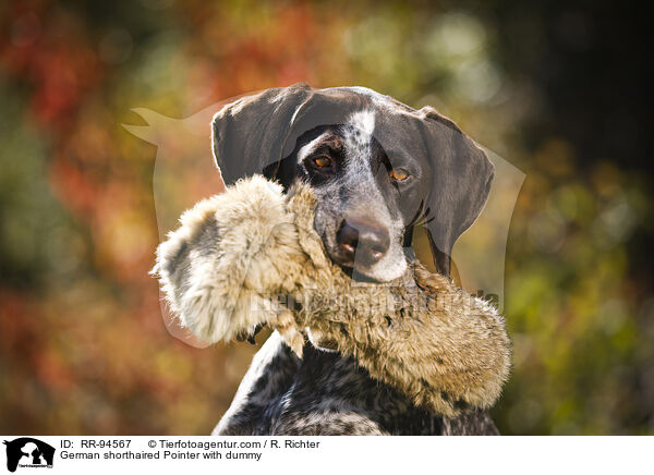 German shorthaired Pointer with dummy / RR-94567