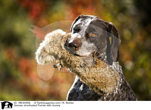 German shorthaired Pointer with dummy / RR-94568