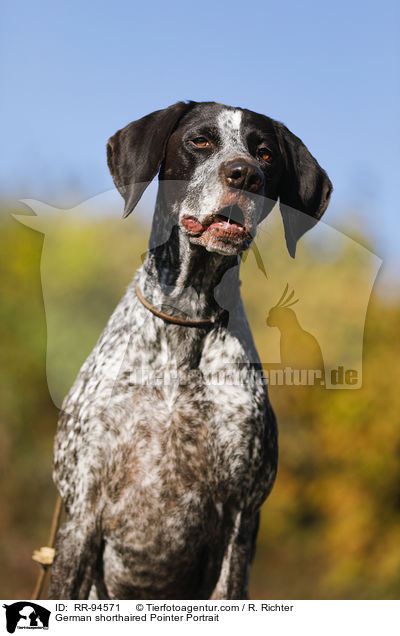 German shorthaired Pointer Portrait / RR-94571