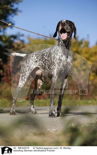 standing German shorthaired Pointer / RR-94574