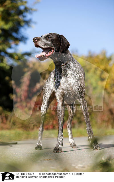 standing German shorthaired Pointer / RR-94575