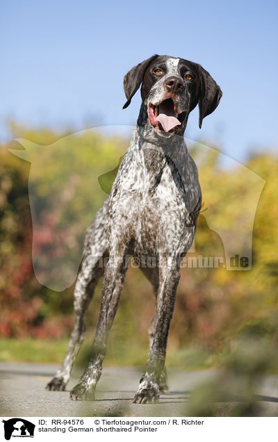 standing German shorthaired Pointer / RR-94576