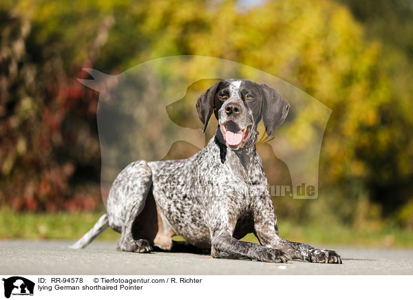 lying German shorthaired Pointer / RR-94578