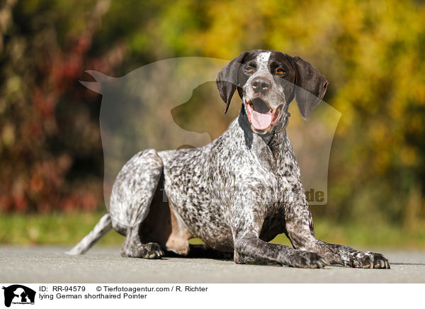 lying German shorthaired Pointer / RR-94579