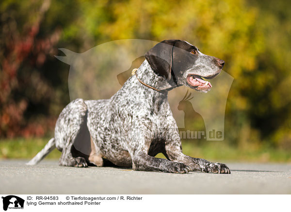 lying German shorthaired Pointer / RR-94583