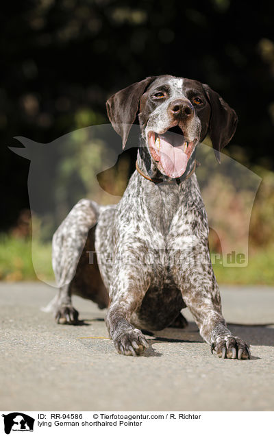lying German shorthaired Pointer / RR-94586