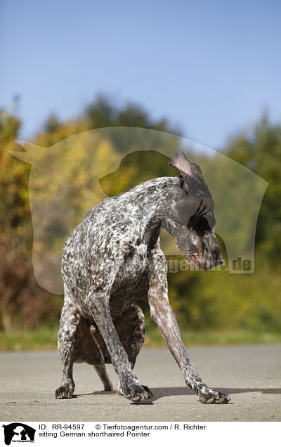 sitting German shorthaired Pointer / RR-94597