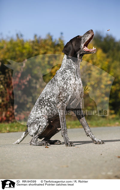 German shorthaired Pointer catches treat / RR-94599