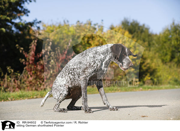 sitting German shorthaired Pointer / RR-94602
