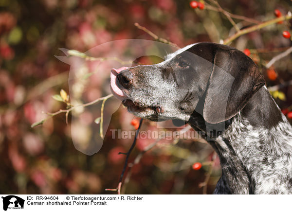 German shorthaired Pointer Portrait / RR-94604