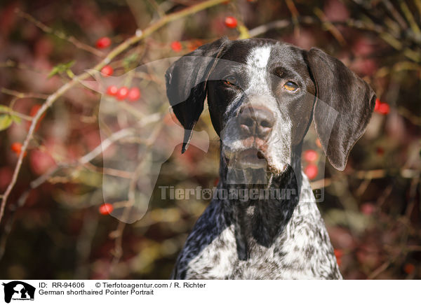 German shorthaired Pointer Portrait / RR-94606