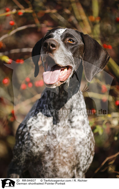 German shorthaired Pointer Portrait / RR-94607