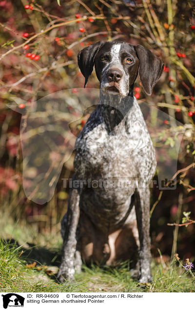 sitting German shorthaired Pointer / RR-94609