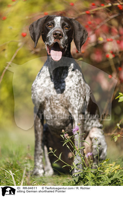 sitting German shorthaired Pointer / RR-94611