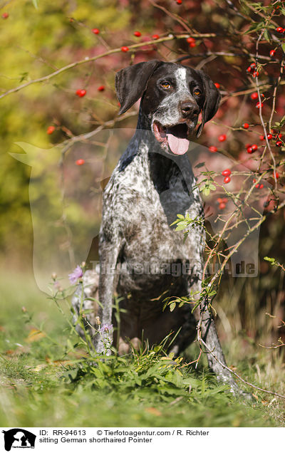 sitting German shorthaired Pointer / RR-94613