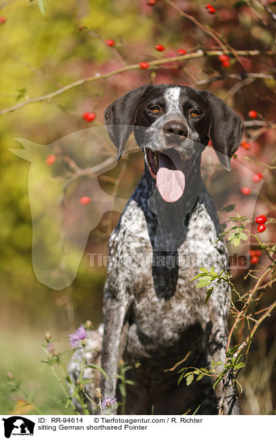 sitting German shorthaired Pointer / RR-94614